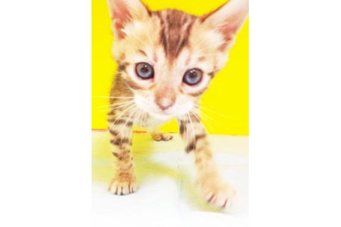 成約済の東京都のベンガル-4269の1枚目