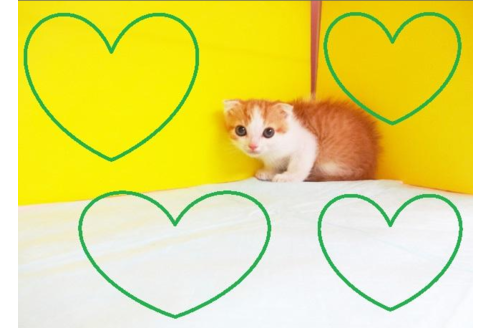 成約済の東京都のスコティッシュフォールド-4271の2枚目