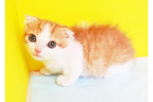 成約済の東京都のスコティッシュフォールド-4271の1枚目