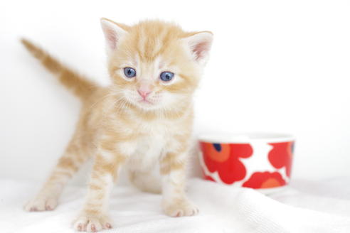 成約済の愛知県のアメリカンショートヘア-4272の5枚目