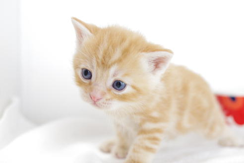 成約済の愛知県のアメリカンショートヘア-4272の4枚目