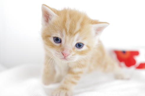 成約済の愛知県のアメリカンショートヘア-4272の3枚目