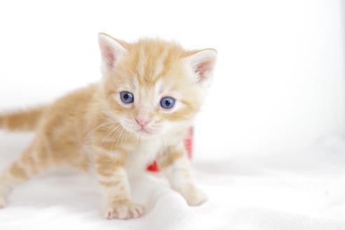 成約済の愛知県のアメリカンショートヘア-4272の2枚目