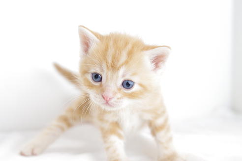 成約済の愛知県のアメリカンショートヘア-4272の1枚目