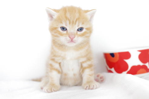 成約済の愛知県のアメリカンショートヘア-4273の5枚目