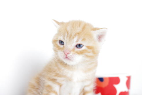 成約済の愛知県のアメリカンショートヘア-4273の4枚目