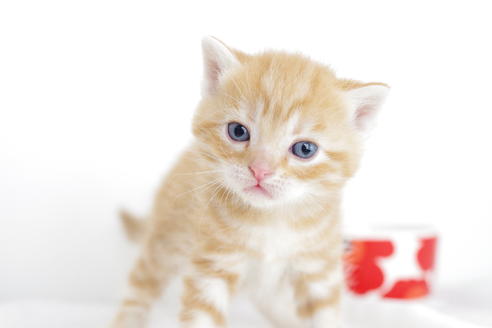 成約済の愛知県のアメリカンショートヘア-4273の3枚目