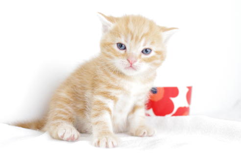 成約済の愛知県のアメリカンショートヘア-4273の1枚目