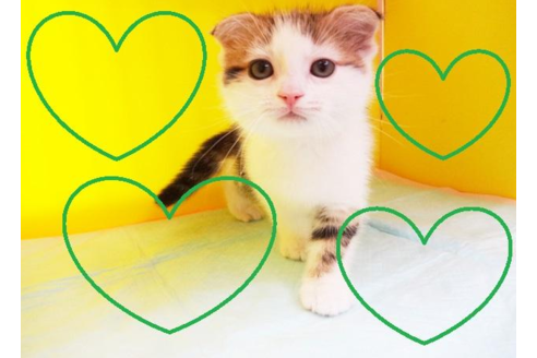 成約済の東京都のスコティッシュフォールド-4275の2枚目