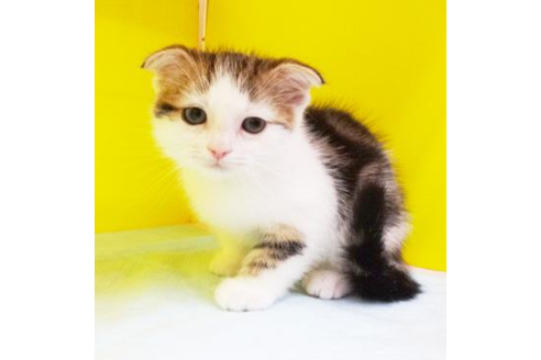 成約済の東京都のスコティッシュフォールド-4275の1枚目