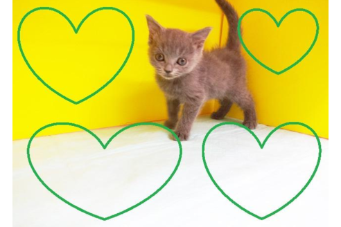 成約済の東京都のブリティッシュショートヘア-4277の2枚目