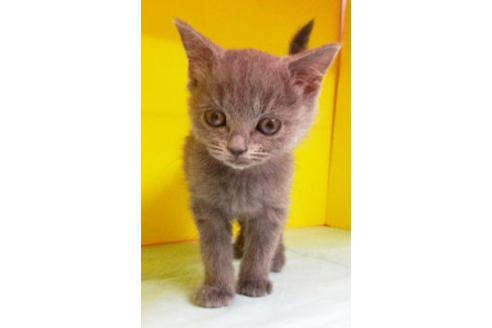 成約済の東京都のブリティッシュショートヘア-4277の1枚目