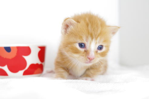 成約済の愛知県のマンチカン-4278の4枚目