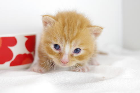 成約済の愛知県のマンチカン-4278の3枚目