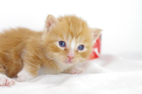 成約済の愛知県のマンチカン-4278の2枚目