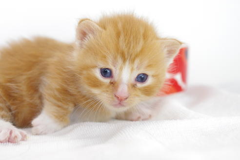 成約済の愛知県のマンチカン-4278の1枚目