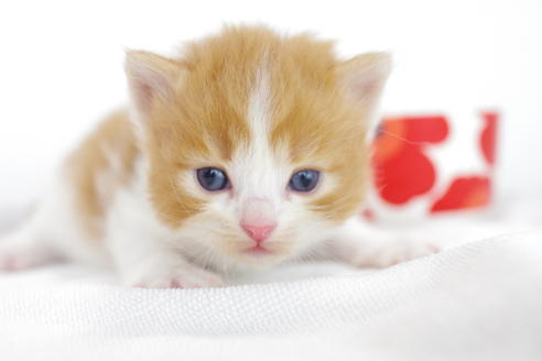 成約済の愛知県のマンチカン-4279の4枚目