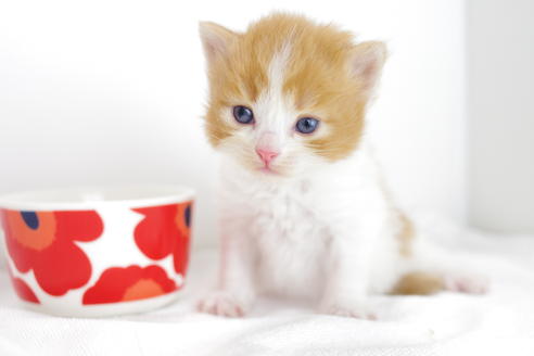 成約済の愛知県のマンチカン-4279の3枚目