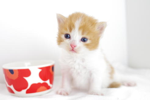 成約済の愛知県のマンチカン-4279の2枚目