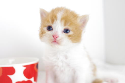 成約済の愛知県のマンチカン-4279の1枚目