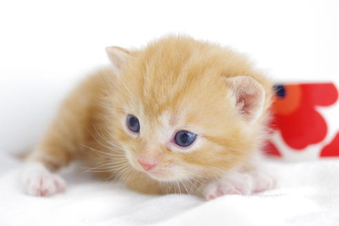 成約済の愛知県のマンチカン-4280の5枚目