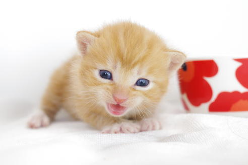 成約済の愛知県のマンチカン-4280の3枚目