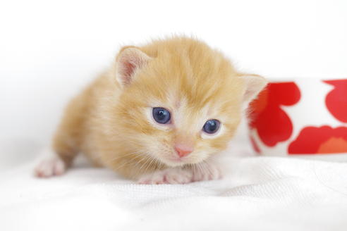 成約済の愛知県のマンチカン-4280の2枚目