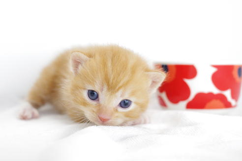 成約済の愛知県のマンチカン-4280の1枚目