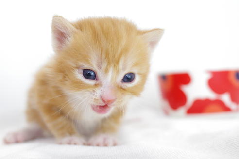 成約済の愛知県のマンチカン-4281の5枚目