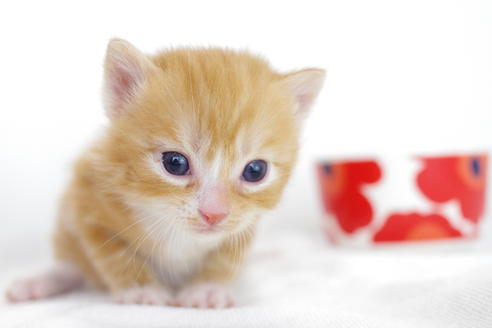 成約済の愛知県のマンチカン-4281の4枚目