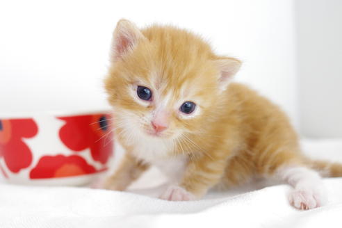 成約済の愛知県のマンチカン-4281の3枚目