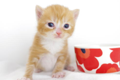 成約済の愛知県のマンチカン-4281の2枚目