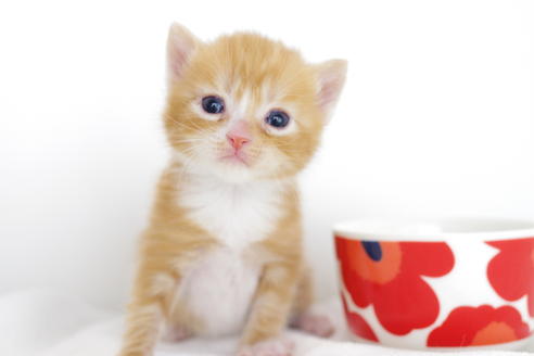 成約済の愛知県のマンチカン-4281の1枚目