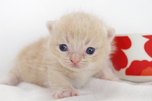 成約済の愛知県のミヌエット-4283の5枚目