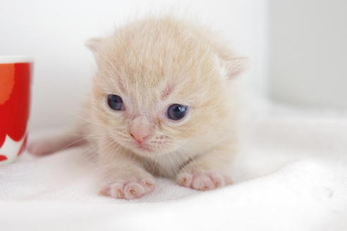 成約済の愛知県のミヌエット-4283の4枚目