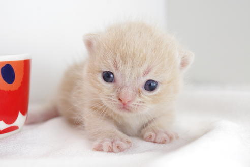 成約済の愛知県のミヌエット-4283の3枚目