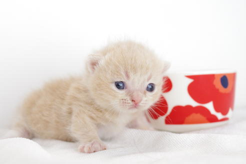 成約済の愛知県のミヌエット-4283の2枚目