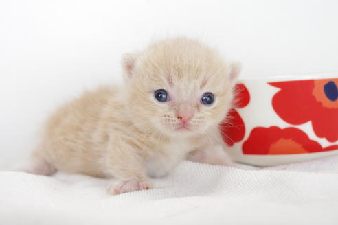 成約済の愛知県のミヌエット-4283の1枚目