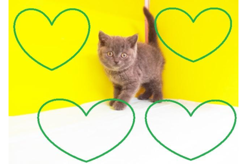 成約済の東京都のブリティッシュショートヘア-4356の2枚目