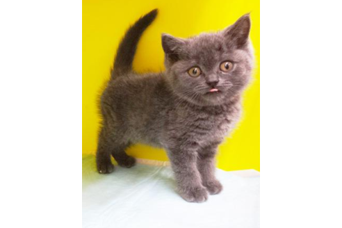 成約済の東京都のブリティッシュショートヘア-4356の1枚目