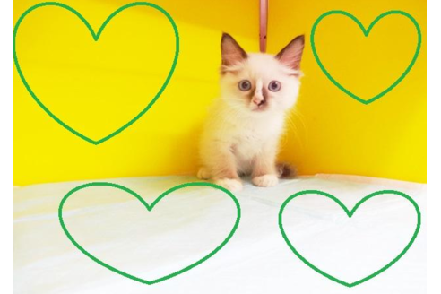 成約済の東京都のラグドール-4357の2枚目