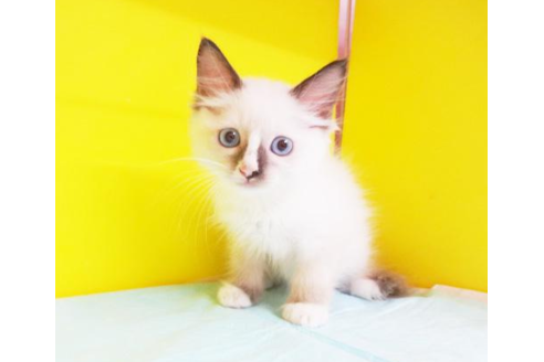 成約済の東京都のラグドール-4357の1枚目