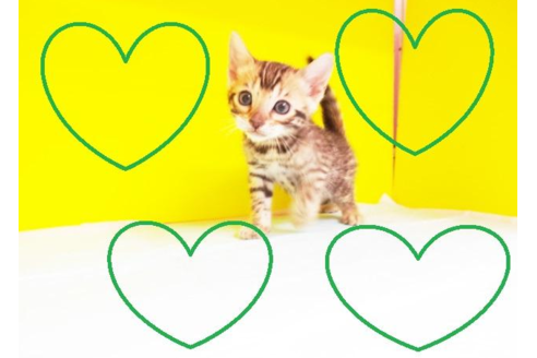 成約済の東京都のベンガル-4358の2枚目