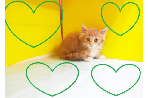 成約済の東京都のメインクーン-4359の2枚目