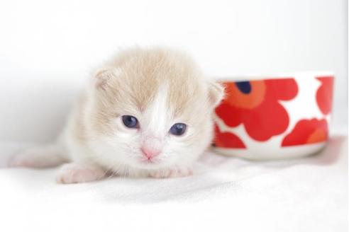 成約済の愛知県のマンチカン-4364の3枚目