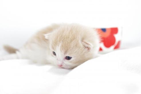 成約済の愛知県のマンチカン-4364の1枚目