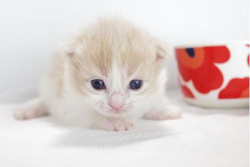 成約済の愛知県のマンチカン-4365の3枚目