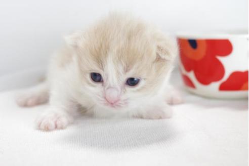 成約済の愛知県のマンチカン-4365の2枚目