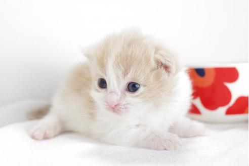 成約済の愛知県のマンチカン-4365の1枚目