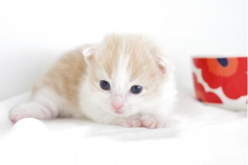 成約済の愛知県のマンチカン-4366の2枚目